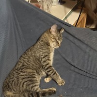 Tabitha